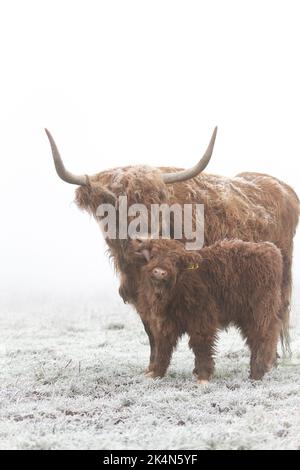 Il bestiame delle Highland lecca il suo simpatico bambino in un campo innevato Foto Stock