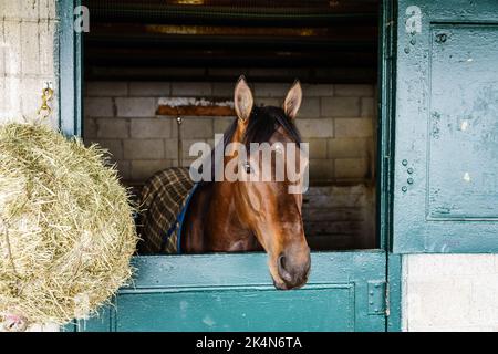 Cavallo da corsa purosangue in una stalla a Lexington, Kentucky Foto Stock