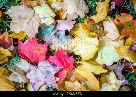Immagine ravvicinata delle foglie cadute sul terreno Foto Stock