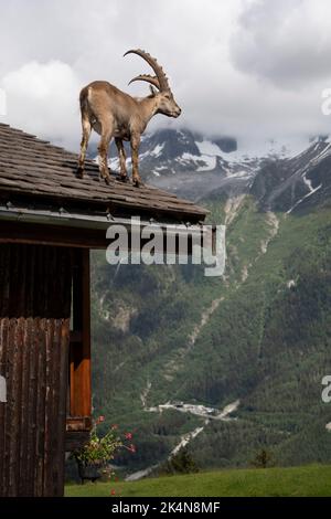 uno stambecco si erge sul tetto di uno chalet Foto Stock