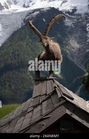 uno stambecco si erge sul tetto di uno chalet Foto Stock