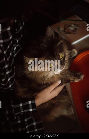 Gatto siberiano grigio lanuginoso seduto sulle mani al tavolo Foto Stock