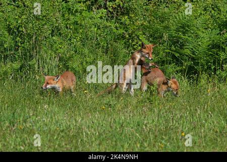 Volpe cuccioli-vulpes volpe in gioco. Foto Stock