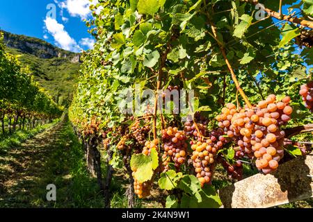 Weinanbau, im Etschtal, beim Ort Tramin an der Weinstraße, Blick aus den Weinbergen auf den Ort, Südtirol, großflächige Anbauflächen von Gewürztramine Foto Stock