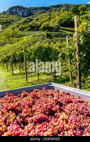 Weinanbau, im Etschtal, beim Ort Tramin an der Weinstraße, Südtirol, frisch geerntete, gelesenen Weintraum der Sorte Gewürztraminer, Italien, Foto Stock