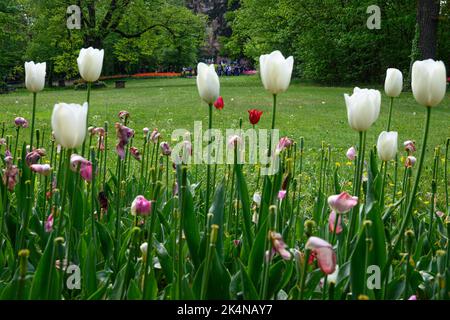 Tulipani in fiore nel mese di aprile in un giardino privato italiano. Nome scientifico Tulipa. Foto Stock