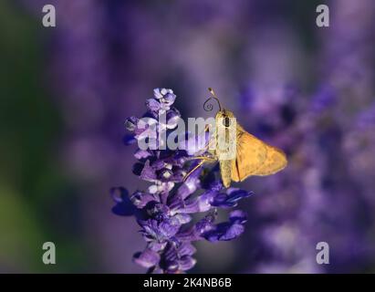 Uno skipper su un fusto di fiori di Lavanda con una linguetta arricciata prominente contro un morbido sfondo di giardino viola. Foto Stock