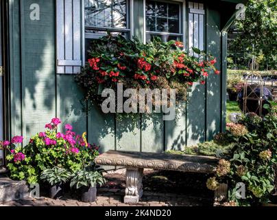 Bel fiocco pieno di begonie e colei con gerani e ortensie intorno ad una panca di pietra in una tarda estate al Nurseries Abrahamson. Foto Stock