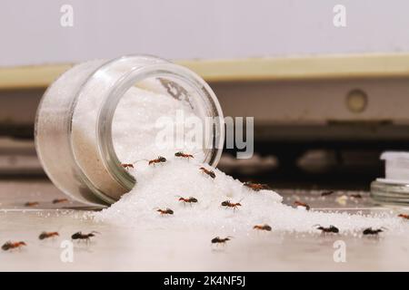 barattolo di zucchero che giace sul pavimento della cucina, con le formiche rosse di caramelle che strisciare attraverso il pavimento, i problemi di peste all'interno Foto Stock