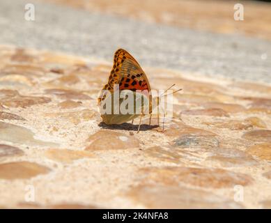 Farfalla del Cardinale Fritillario Argynnis pandora nella campagna spagnola Spagna centrale Foto Stock