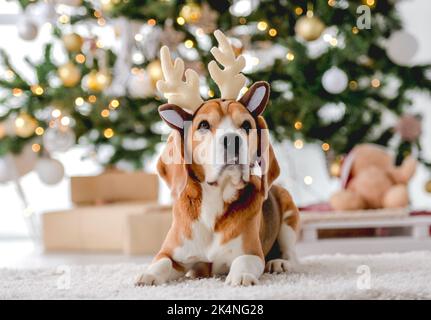 Beagle cane nel periodo di Natale Foto Stock