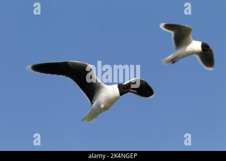 Il gabbiano piccolo (Lams minutus, Hydrocoloeus minutus) vola nel cielo blu. Gabbiano in piumaggio di allevamento. Ladoga lago Foto Stock