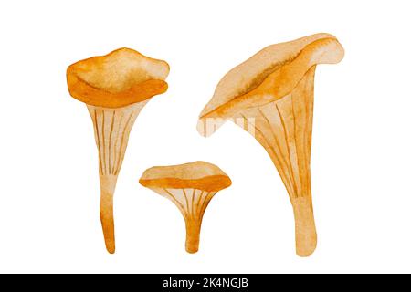 Dipinti di funghi autunnali Foto Stock