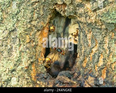 Nido dei calabroni vespiari nella cavità di un albero di quercia. Corno ...