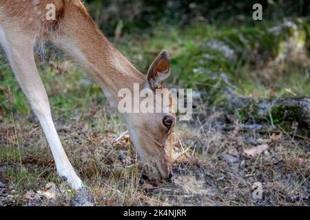 Primo piano di testa di una giovane cotenna rossa con coda Foto Stock