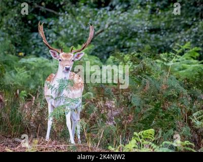 Stag con coda rossa con dettaglio Antler Foto Stock