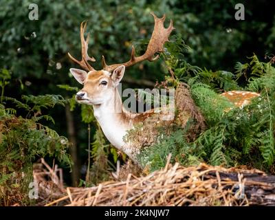 Stag con coda rossa con dettaglio Antler Foto Stock