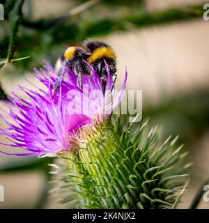 Bumble Bee su un Thistle Spear Foto Stock