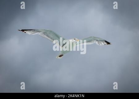 Un gabbiano spettrale Glide senza sforzo nel vento Foto Stock