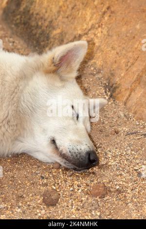 Cane ucciso al Dog Festival di Yulin, provincia di Guangxi, Cina Foto Stock