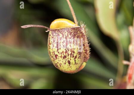 Nepenthes, Chiang mai, Thailandia Foto Stock