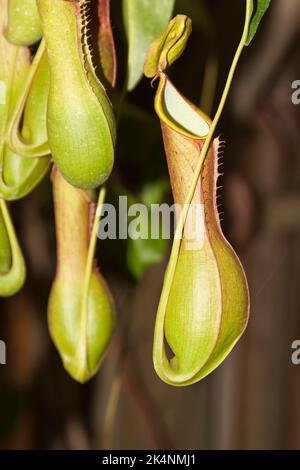 Nepenthes, Chiang mai, Thailandia Foto Stock