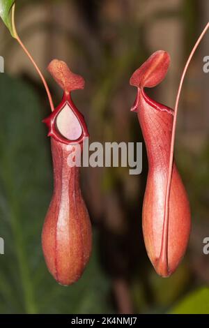 Nepenthes, Chiang mai, Thailandia Foto Stock