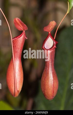 Nepenthes, Chiang mai, Thailandia Foto Stock