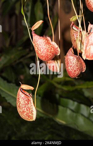 Nepenthes, Chiang mai, Thailandia Foto Stock