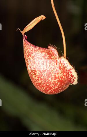 Nepenthes, Chiang mai, Thailandia Foto Stock