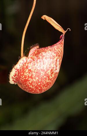 Nepenthes, Chiang mai, Thailandia Foto Stock