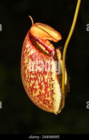 Nepenthes, Chiang mai, Thailandia Foto Stock