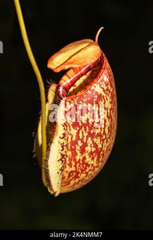 Nepenthes, Chiang mai, Thailandia Foto Stock