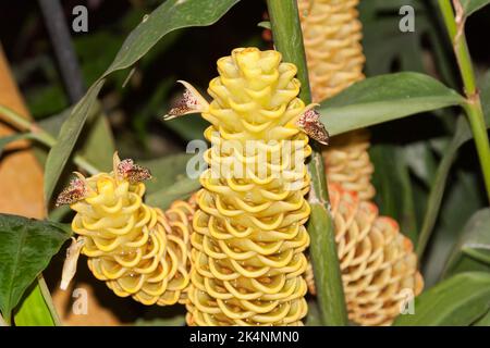 Zingiber spectabile, specie di zenzero vero, nativo del sud-est asiatico marittimo Foto Stock