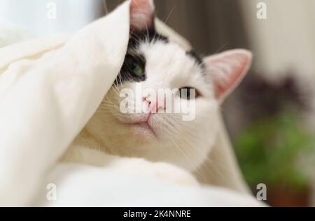 Il gatto si trova sotto una coperta su un adolescente che la accarezza. Foto Stock