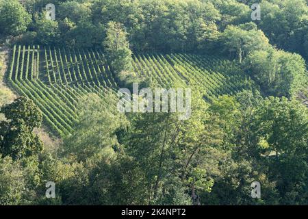 Vista panoramica dei vigneti lungo la strada del vino al tramonto Foto Stock