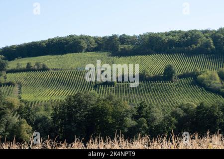 Vista panoramica dei vigneti lungo la strada del vino al tramonto Foto Stock