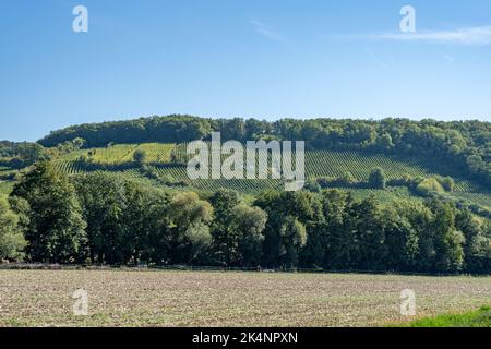 Vista panoramica dei vigneti lungo la strada del vino al tramonto Foto Stock