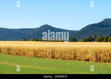 Vista panoramica dei vigneti e del Santuario di Mont Sainte Odile lungo la strada del vino al tramonto Foto Stock