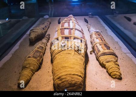 Kom Ombo, Assuan, Egitto. Febbraio 25, 2022. Coccodrilli mummificati in un museo a Kom Ombo. Foto Stock