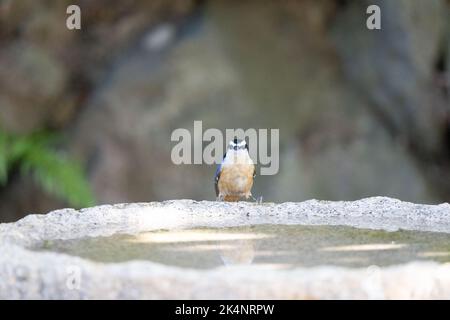 Un nuthatch rosso-breasted appollaiato su un birdbath di granito e di fronte alla macchina fotografica. Foto Stock