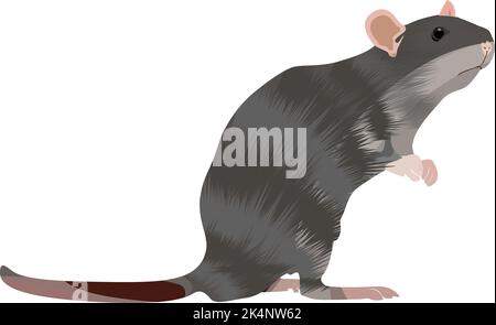 Ratto grigio, illustrazione, vettore su sfondo bianco. Illustrazione Vettoriale