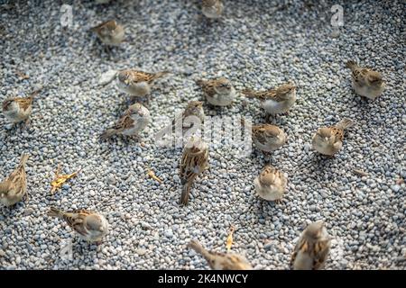 Un gregge di passeri di casa (Passer domesticus), Berlino, Germania, Europa Foto Stock