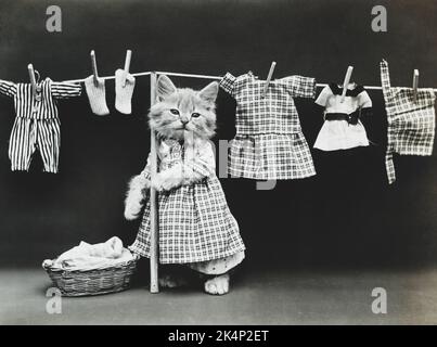 Un gattino che indossa abiti e abiti appesi su un vestito, in una fotografia chiamata, 'Hanging up the wash' da Harry Whittier libera Foto Stock