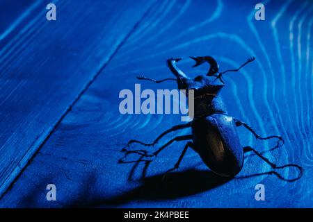 Bell'insetto elencato nella lista rossa, il più grande pugno maschile raro d'europa - Lucanus cervus. Capriolo ornato su tavola di legno blu. Fauna selvatica. Primo piano. Foto Stock