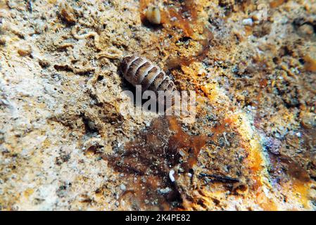 Lumaca di chiton di mare comune - (chiton olivaceus) Foto Stock