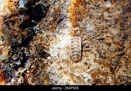 Lumaca di chiton di mare comune - (chiton olivaceus) Foto Stock