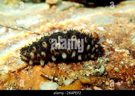 Fotografia subacquea di cetriolo marino - (Holothuria sanctori) Foto Stock