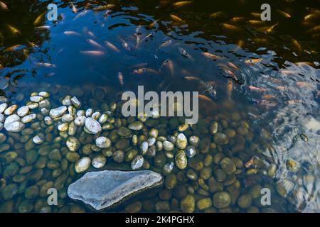 Il pesce gatto indonesiano sta rimescolando per mangiare in un laghetto agricolo. Bellissimi pesci gatto selvaggi che mangiano da mangiare negli stagni Foto Stock