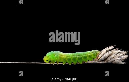 Macro di catarpillo verde su canna asciutta, fondo nero, minimalismo, spazio copia, orizzontale Foto Stock